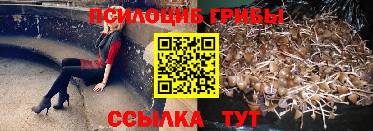 Псилоцибиновые грибы GOLDEN TEACHER Гай